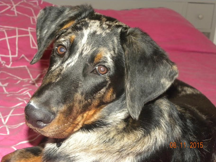 domainedelalicorne.fr photo chien beauceron photo chiot beauceron Elevage de beauceron chiot beauceron pure race élevage du clos de la licorne elevage des gardiens de la licorne elevage beauceron noir et feu authentique gros gabarits élevage de Beauceron familial sérieux et qualité domainedelalicorne.fr suivi des chiots conseil d’éducation chiot propre bas rouge santé caractère spécialiste du beauceron noir et feu ou arlequin chien rustique berger de France  nos chiots sont élevés avec amour et attention notre passion au service de la qualité Beauceron de qualité et sportif domaine de la licorne 04380 BARRAS élevage en liberté éleveur berger de beauce élevage de beauceron de travail 06 11 20 51 93 site domainedelalicorne.fr mail domainedelalicorne@gmail.com